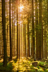 beautiful forest with tall trees and sun light