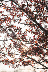 Detalle cerezo flores rosas y hojas rojas de un árbol con luz de atardecer