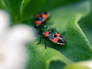 bug on a leaf