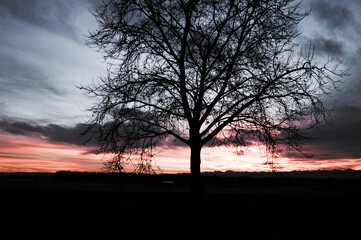 Naked tree in colors