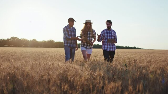 Beautiful lady in the middle of the wheat field walking and analyzing the this year harvest with her dad farmer and brother