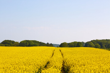 Obraz premium beautiful field in the country side with blue sky