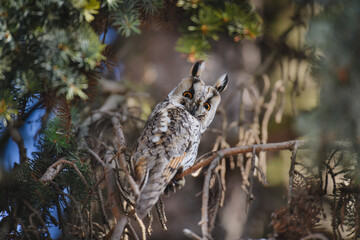 young owl waiting for prey