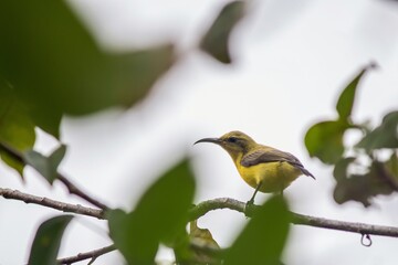 A yellow bird is perching on a tree branch