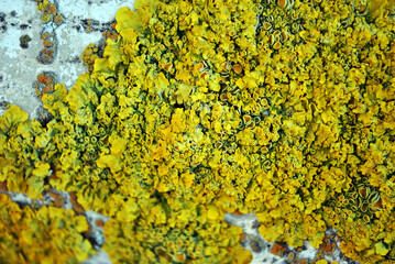 Aspen tree trunk bark with yellow moss, horizontal background texture close up detail top view