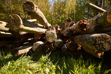 wood poles in a stack in a forest