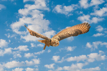 One Eurasian Eagle Owl or Eagle Owl. Flies with spread wings against a blue and white clouded sky. Red eyes stare at you while he is hunting. Fresh colors, cloudscape, composite photo