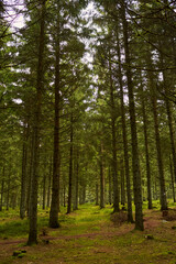 large and tall trees in a forest making a path