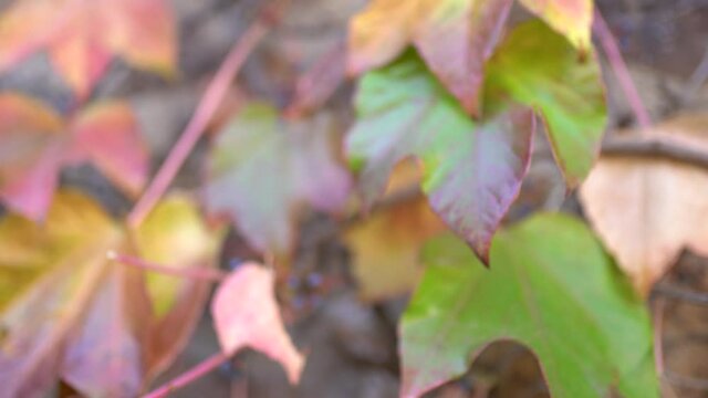 Hojas oto&ntilde;ales detalles rojo y verdes del bosque