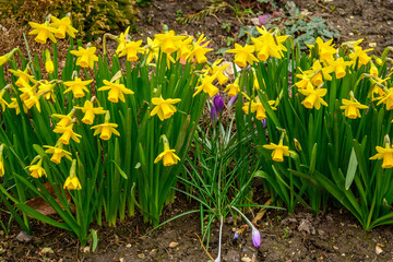 Wild Daffodils (Narcissus) and a Dutch Crocus (Spring Crocus)