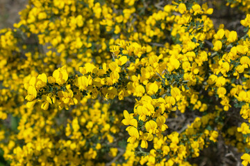 Yellow flowers on a Bush with thorns. Calicotome villosa. Greece. Selective focus.