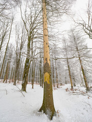 Damaged timber from European Spruce Bark Beetle calamity. Dead trees in a monocultural spruce...