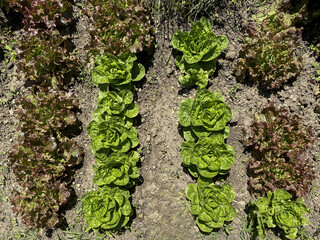 potager avec salades