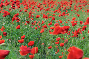 Fototapeta na wymiar Out of focus meadow with red poppies and green grass. Natural herb background with blurred bokeh. Blur greenery nature defocused background. Abstract summer field wallpaper.