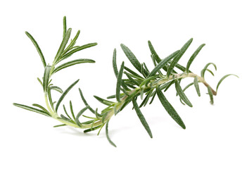 Branch of rosemary on white background. 