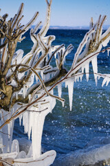 Eizapfen an Baum am See Romanshorn