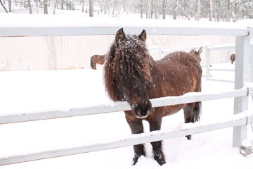 brown horse. winter. snow.  farm.
