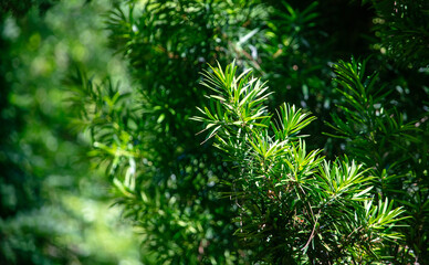 Green leaves on a tree