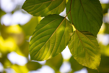 Fototapeta na wymiar Green leaves on a tree