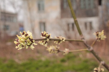 yellow and brown flowers on a tree branch, spring