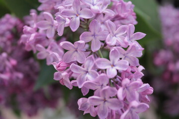 Fototapeta premium flowers in the garden. purple lilac, spring, autumn, summer