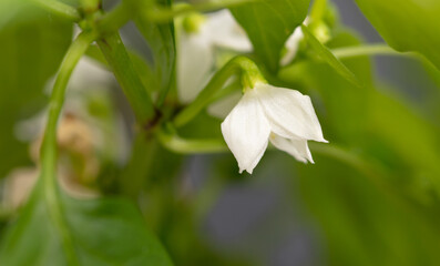 Small white flower on a chili pepper.
