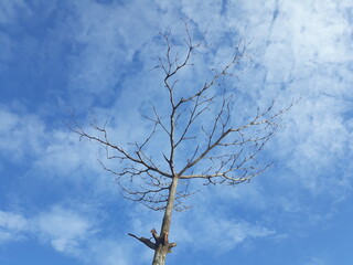 tree in the sky