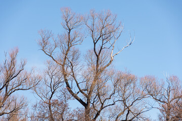 Lonely trees with branches in the sky