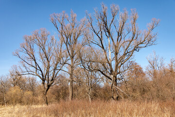 Lonely trees with branches in the sky