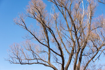 Fototapeta na wymiar Lonely trees with branches in the sky