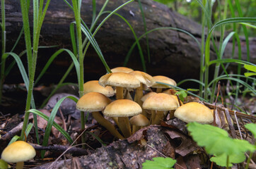 A group of small inedible mushrooms grow from a destroyed tree. The fungus in the woods outdoors