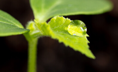 A drop of water on a green leaf.