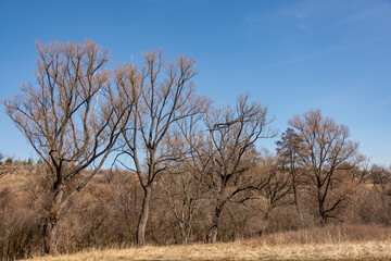 Lonely trees with branches in the sky
