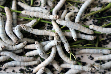 The silkworm is the larva or caterpillar of the domestic. It is an economically important insect, being a primary producer of silk.