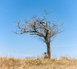 Lonely trees with branches in the sky