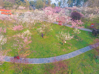 Spring plum blossoms and park scenery in East Lake Plum Garden in Wuhan, Hubei