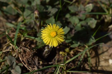 Coltsfoot or coughwort, botanically named as Tussilago farfara, daisy family Asteraceae flower photography. Yellow medicinal and herbal wildflower macro photo against grass background.