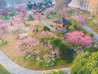 Spring plum blossoms and park scenery in East Lake Plum Garden in Wuhan, Hubei