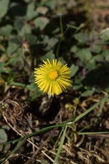 Coltsfoot or coughwort, botanically named as Tussilago farfara, daisy family Asteraceae flower photography. Yellow medicinal and herbal wildflower macro vertical photo against grass background.