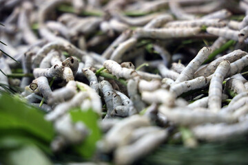 The silkworm is the larva or caterpillar of the domestic. It is an economically important insect, being a primary producer of silk.