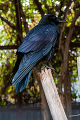 Big Black Raven sitting on a close-up branch