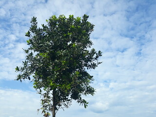 tree and sky