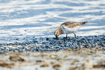Dunlin (calidris alpina) in Albufera of Valencia natural park.