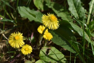 Coltsfoot or coughwort, botanically named as Tussilago farfara, daisy family Asteraceae flower photography. Yellow medicinal and herbal wildflower macro photo against grass background.