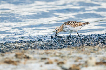 Dunlin (calidris alpina) in Albufera of Valencia natural park.