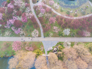 Spring plum blossoms and park scenery in East Lake Plum Garden in Wuhan, Hubei