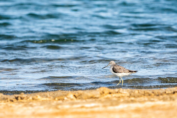 Greenshank (tringa nebularia) in Albufera of Valencia natural park.