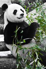 Panda sits sprawled holding a large bamboo branch