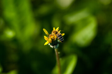 Macro of yellow dandelions on which sits a wasp