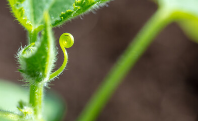 Antenna on a cucumber plant.